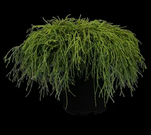 Chamaecyparis p. 'Filifera Nana' - 30-40 CM C10 - image 2