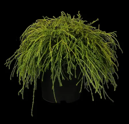 Chamaecyparis p. 'Filifera Nana' - 2 Ltr pot - image 1