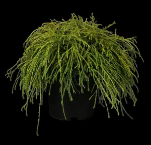 Chamaecyparis p. 'Filifera Nana'