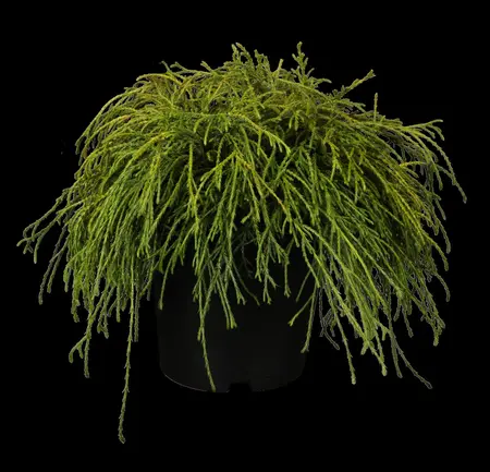 Chamaecyparis p. 'Filifera Nana' - 30-40 CM C10 - image 1