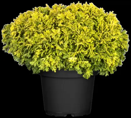 Chamaecyparis p. 'Golden Pin Cushion' - 15-20 CM C2.5 - image 2