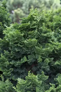 Chamaecyparis p. 'Nana'