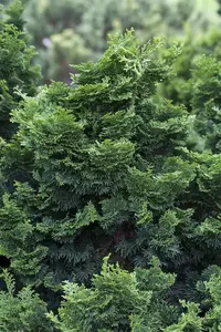 Chamaecyparis p. 'Nana'