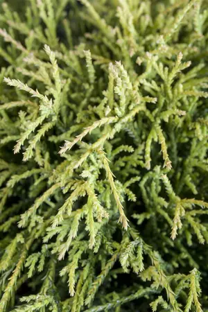 Chamaecyparis p. 'Sungold' - 1.5 Ltr pot - image 4