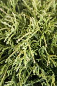Chamaecyparis p. 'Sungold' - 1.5 Ltr pot - image 4