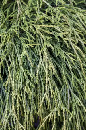 Chamaecyparis p. 'Sungold' - 1.5 Ltr pot - image 5