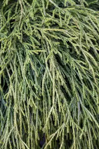Chamaecyparis p. 'Sungold' - 1.5 Ltr pot - image 5