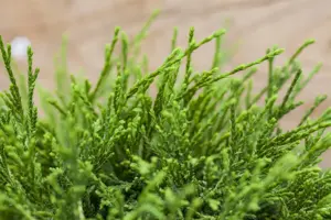 Chamaecyparis p. 'Sungold' - 2 Ltr pot - image 5