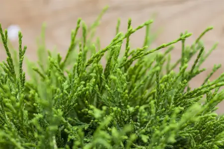 Chamaecyparis p. 'Sungold' - 20-25 CM C3 - image 5