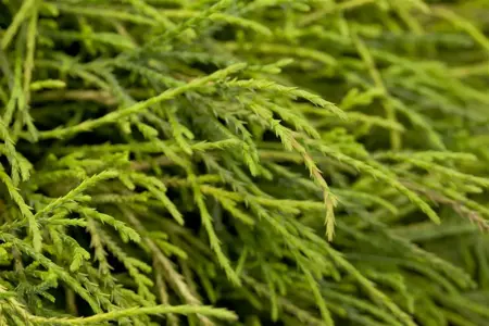 Chamaecyparis p. 'Sungold' - 60-70 CM C12 - image 4