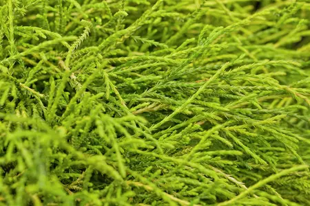 Chamaecyparis p. 'Sungold' - 70-80 CM C25 - image 3