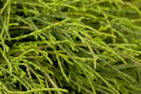 Chamaecyparis p. 'Sungold' - LINERS 18 CEL TRAY P10,5 SIZE - image 1