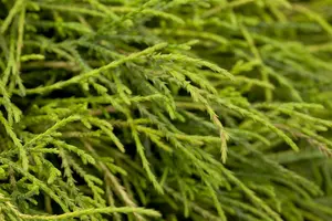 Chamaecyparis p. 'Sungold' - LINERS 18 CEL TRAY P10,5 SIZE - image 1