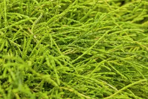 Chamaecyparis p. 'Sungold' - LINERS 18 CEL TRAY P10,5 SIZE - image 3