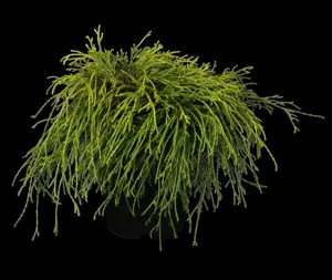 Chamaecyparis p. 'Sungold' - 2 Ltr pot - image 2