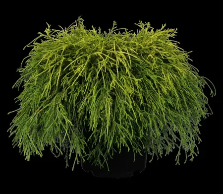 Chamaecyparis p. 'Sungold' - 2 Ltr pot - image 3