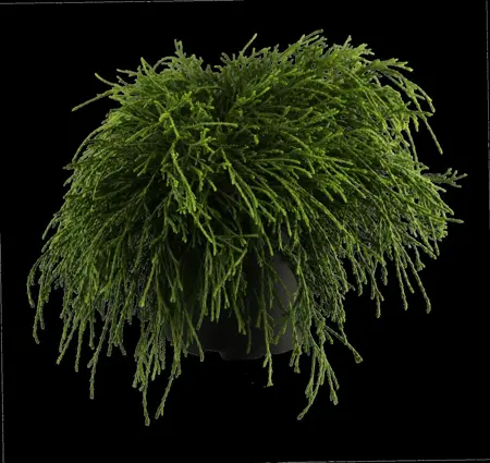 Chamaecyparis p. 'Sungold' - 60-70 CM C12 - image 1