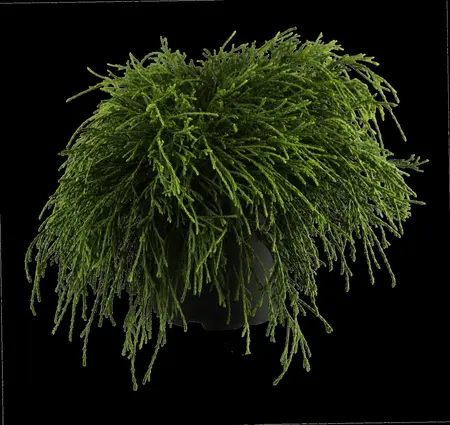 Chamaecyparis p. 'Sungold' - 50-60 CM C7.5 - image 1