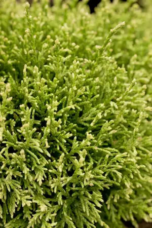 Chamaecyparis pis. 'White Pygmy' - P10.5