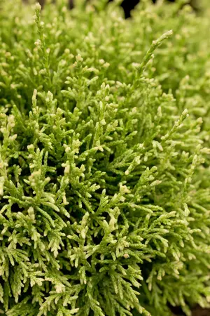 Chamaecyparis pis. 'White Pygmy' - 20-25 CM C3