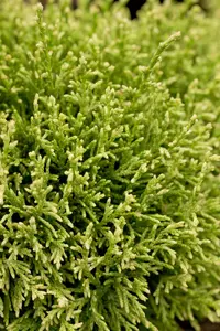 Chamaecyparis pis. 'White Pygmy' - 20-25 CM C3