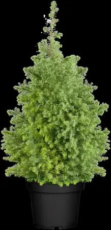 Chamaecyparis t. 'Alpica' - P12 - image 1