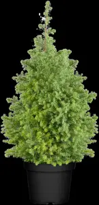 Chamaecyparis t. 'Alpica'