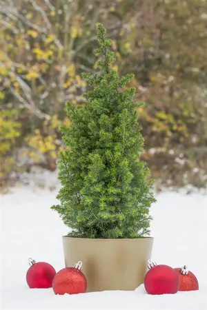 Chamaecyparis t. 'Top Point' - LINERS 18 CEL TRAY P9 SIZE - image 4