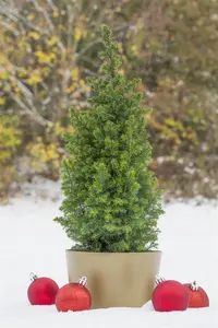 Chamaecyparis t. 'Top Point' - LINERS 18 CEL TRAY P9 SIZE - image 4