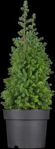 Chamaecyparis t. 'Top Point' - LINERS 28 CEL TRAY P9 SIZE - image 3