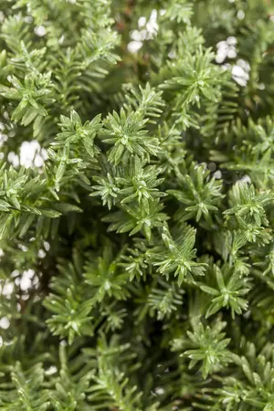 Chamaecyparis thyoides - P9 - image 2
