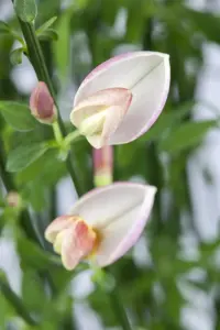 Chamaecytisus purpureus
