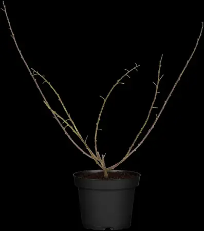 Chamaecytisus purpureus - 2 Ltr pot - image 3