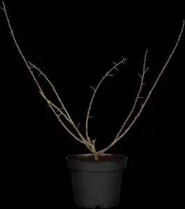 Chamaecytisus purpureus - 2 Ltr pot - image 3