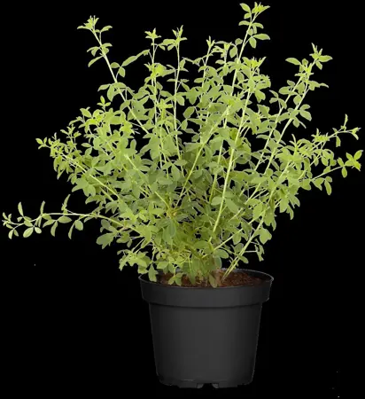 Chamaecytisus purpureus - 2 Ltr pot - image 5