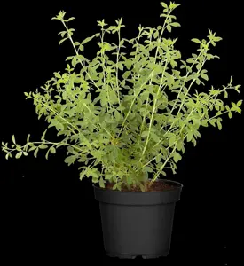 Chamaecytisus purpureus - 2 Ltr pot - image 5