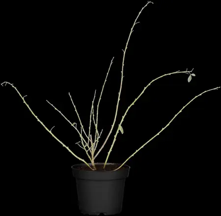 Chamaecytisus purpureus - 2 Ltr pot - image 4