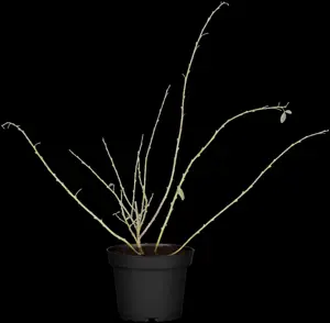 Chamaecytisus purpureus - 2 Ltr pot - image 4