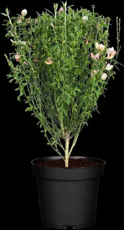 Chamaecytisus purpureus - 2 Ltr pot - image 2