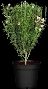 Chamaecytisus purpureus - 2 Ltr pot - image 2