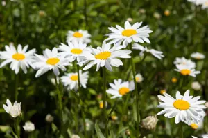 Chamaemelum nobile