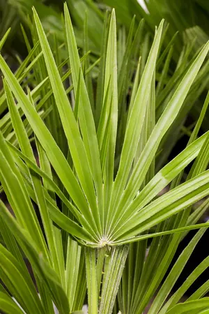 Chamaerops humilis - 80-100 CM C30 - image 3
