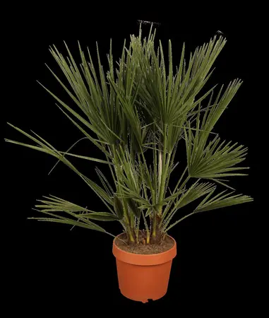 Chamaerops humilis - 80-100 CM C30 - image 1