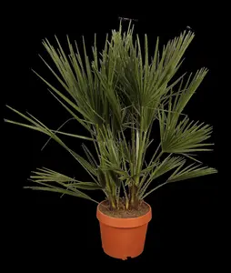 Chamaerops humilis