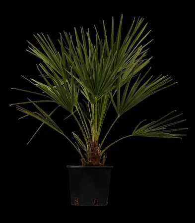 Chamaerops humilis - 80-100 CM C30 - image 2