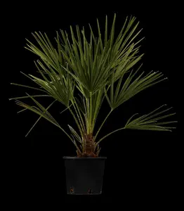 Chamaerops humilis - 80-100 CM C30 - image 2