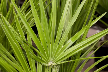 Chamaerops humilis - 80-100 CM C30 - image 4