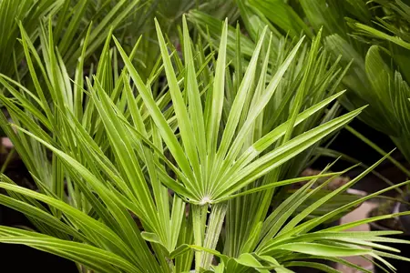 Chamaerops humilis - 80-100 CM C30 - image 5