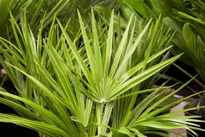 Chamaerops humilis - 80-100 CM C30 - image 5