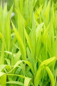 Chasmanthium latifolium